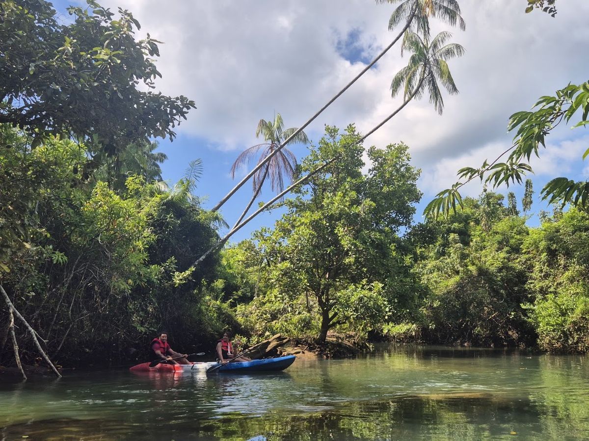 Absolute kayaking mangrove krabi @ aonang photo 2