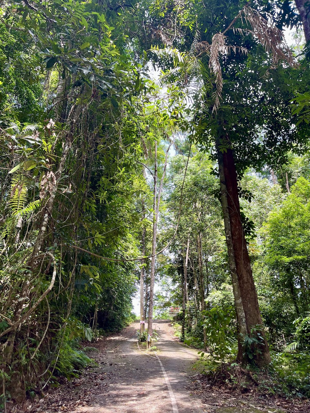 Khao Tham Suea Pahksa Sawan Krabi Urban Forest photo 4