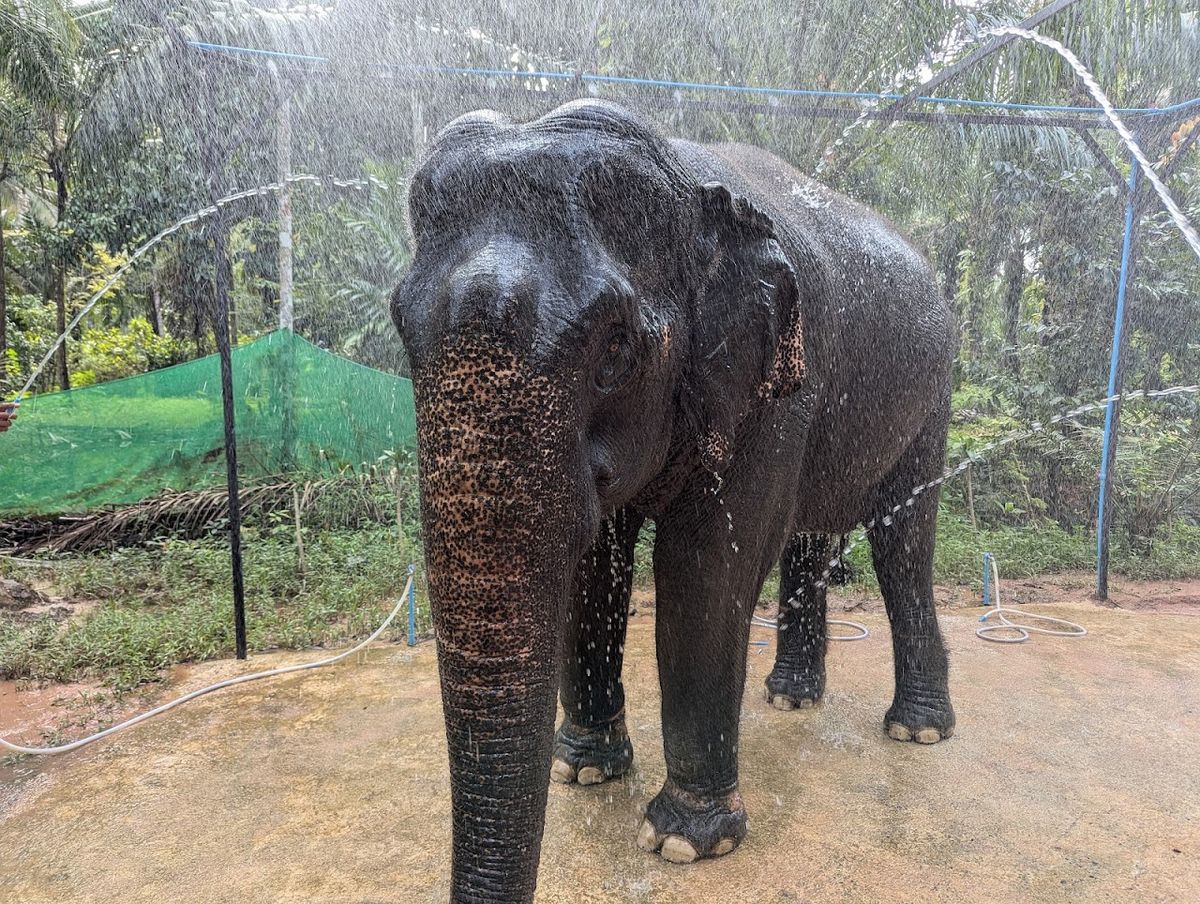 Khaothong​ Elephant​ ​ Sanctuary, Krabi