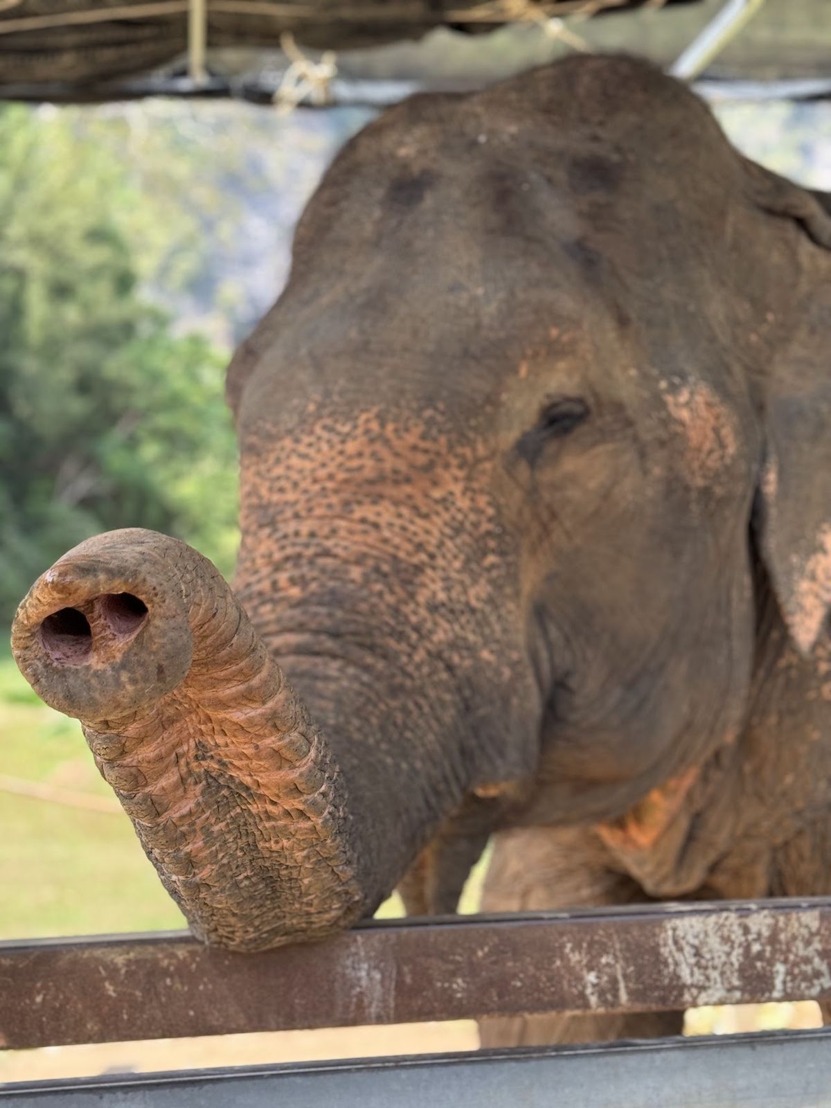 Krabi Elephant Green Sanctuary photo 3