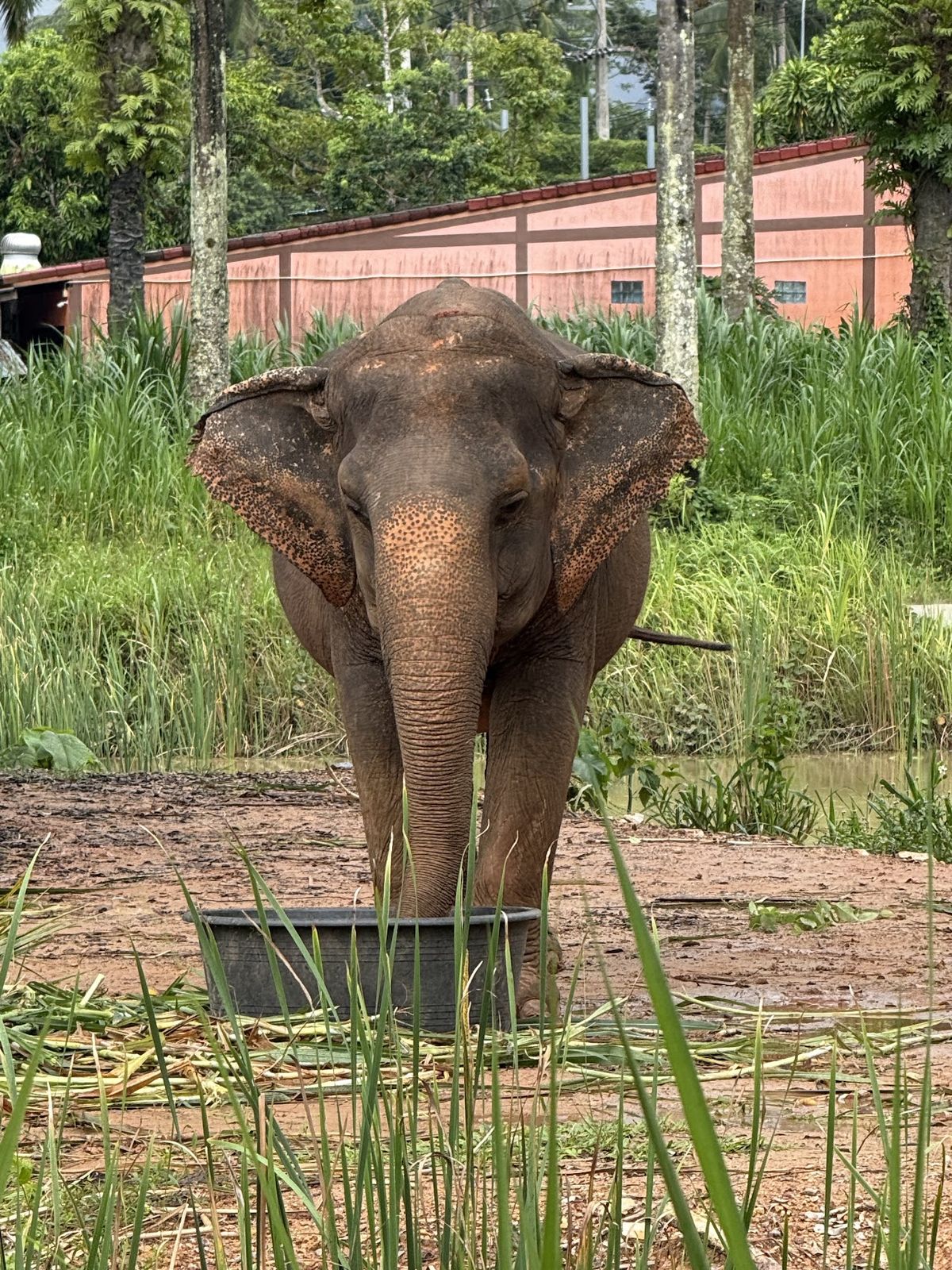 Krabi Roaming Elephant Sanctuary, Krabi