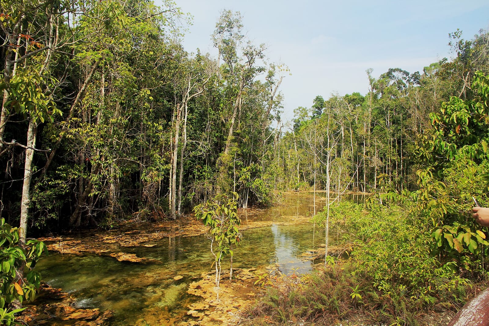 The green water of the Emerald Pool in Krabi, with forest around the swimming hole